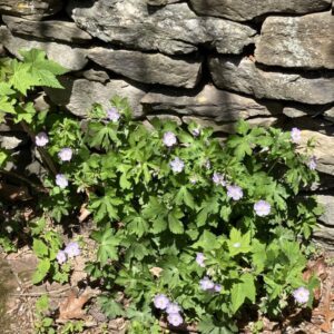 Wild Geranium / Self Seeding
