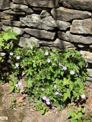Wild Geranium / Self Seeding