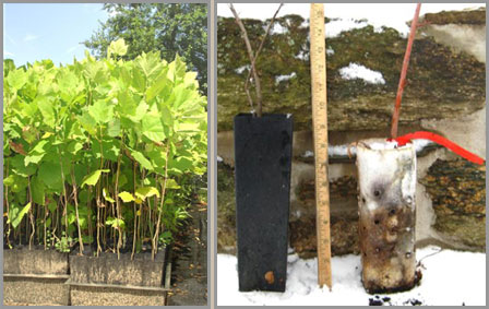 Seedlings and Tubelings and Live Stakes